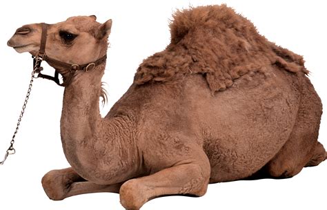 Desert Camel Sitting Png Image For Free Download