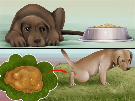 How To Give Puppy Shots With Pictures Wikihow