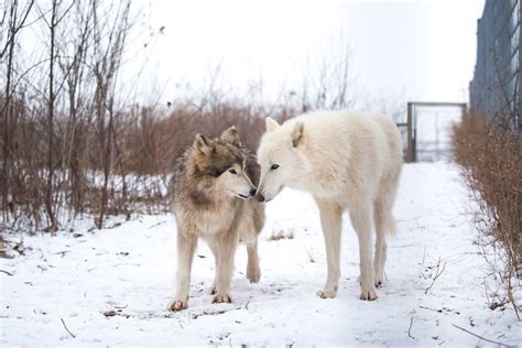 Rescued Wolves Have A Safe Space In The Pennsylvania Woods The