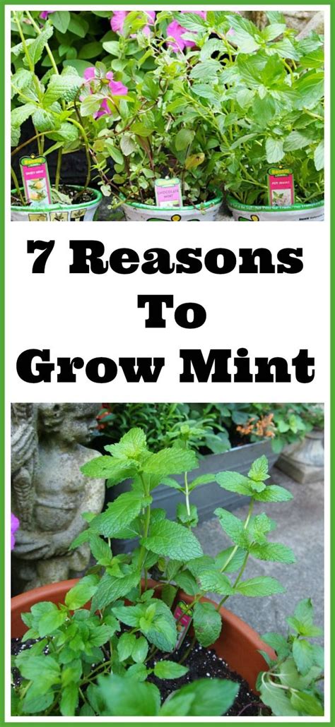 7 Reasons You Should Grow Mint Easy Herbs To Grow Growing Mint