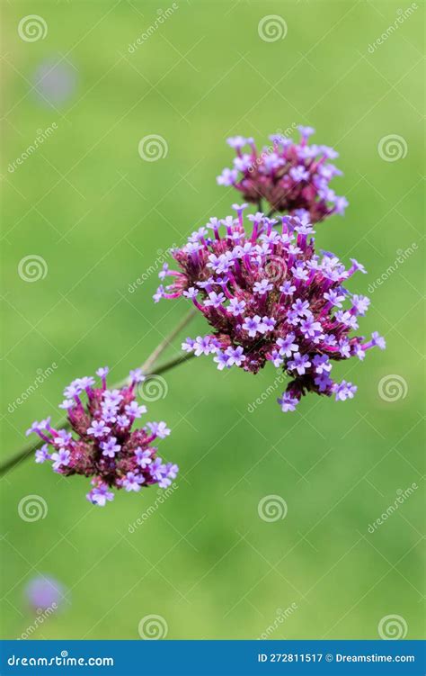 Purpletop Vervain Verbena Borariensis Stock Image Image Of Flowers