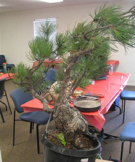 Large Massive Unique Trunk Pinus Ponderosa Pine Bonsai Colorado