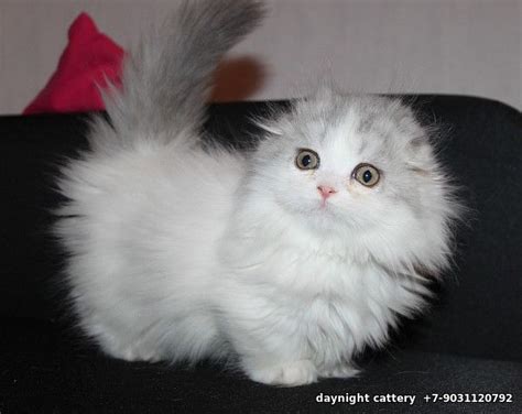 25 Munchkin Cat Kitten Scottish Fold Furry Kittens