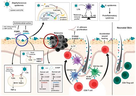 Ijms Free Full Text Interactions Between Host Immunity And Skin