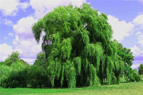 Download Free Photo Of Weeping Willow Tree Pasture Park Landscape From
