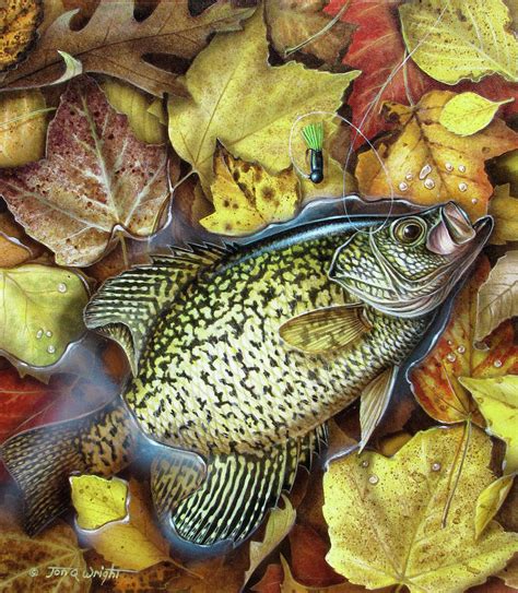 Fall Crappie Painting By Jq Licensing Pixels