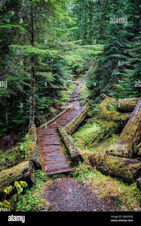 Hoh Rain Forest Olympic National Park Forks Washington State United