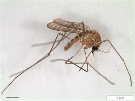 Mosquito Female Of The Culex Pipiens Complex Photograph With A