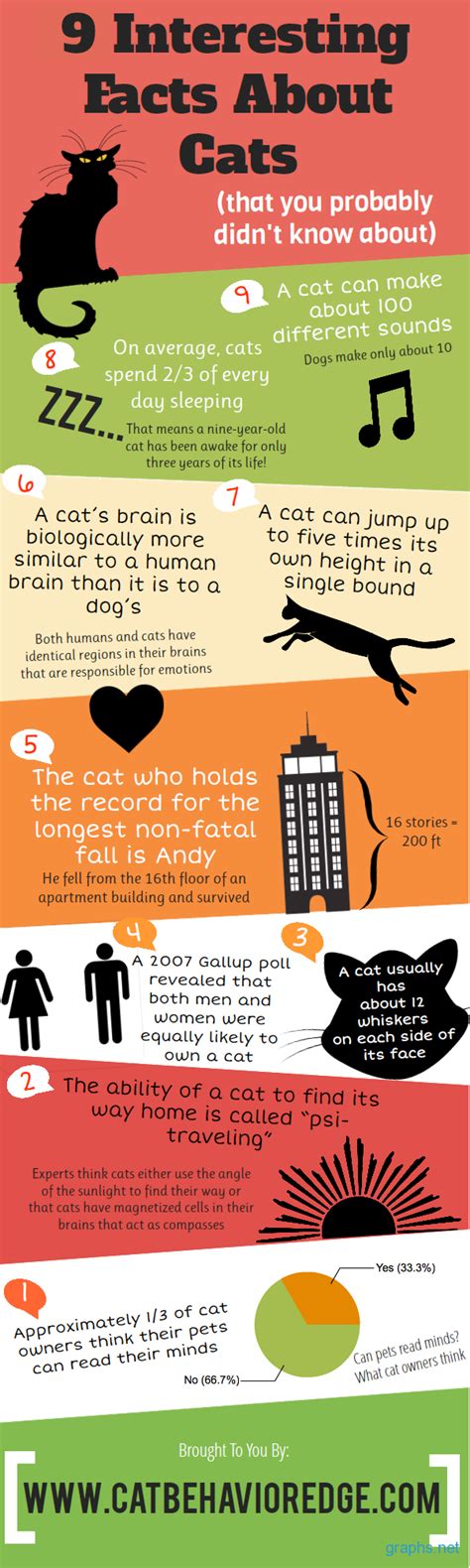 9 Amazing Facts About Cats Infographics By
