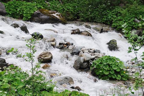 Clear mountain creek amongst fresh green - Brilliant Creation
