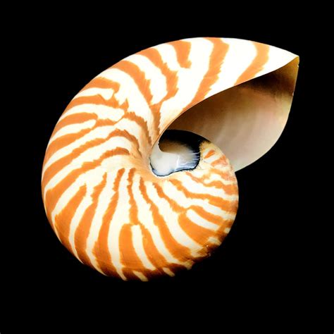 Large Chambered Nautilus Sea Shell Rare Natural Display Etsy