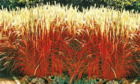 Look up the german to french translation of ziergras in the pons online dictionary. 4x Ziergras Indian Summer | Groupon Goods