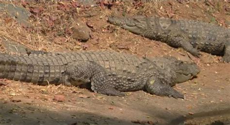 Odisha Becomes The Only State In India To Have All Three Crocodile Species