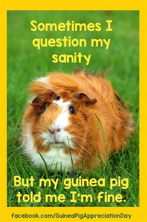 Some Guinea Pig Memes