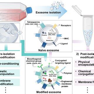 Exosome Engineering Via Pre Isolation Modification And Post Isolation
