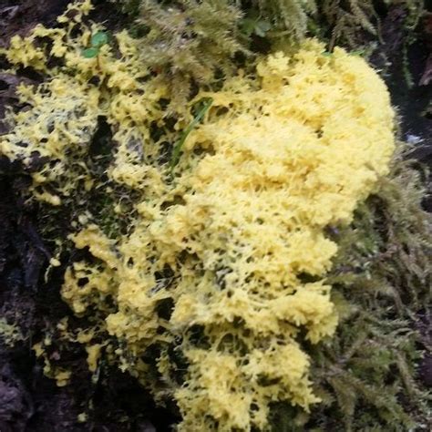 Yellow Slime Mold On Wood May Initially Appear As A Slimy Mound Or