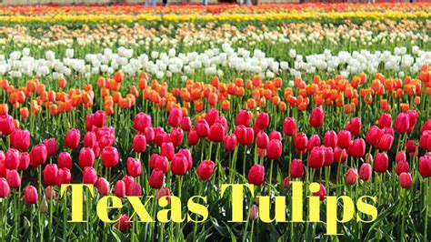 Texas Tulips Tulip Show In Texas Youtube