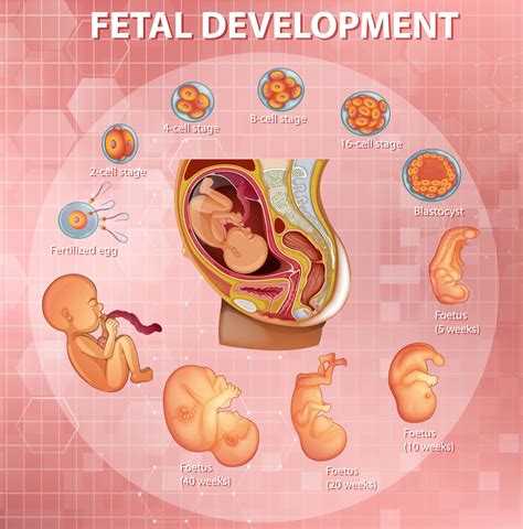 Periodo Embrionario Y Fetal Mind Map