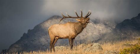 Welcome To The Elk Network Page 26 Of 523 Rocky Mountain Elk Foundation