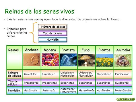 Palomitas Luceras Los Cinco Reinos De Los Seres Vivos