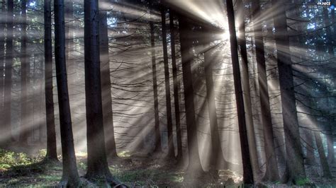 Forest Viewes Rays Of The Sun Trees Nice Wallpapers 1920x1080