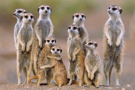 Meerkat Hug Creatures Big And Small Pinterest