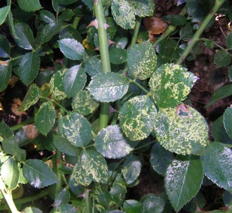 Rust manifests as orange spots usually on the underside of the leaf to begin with. What's wrong with my plant? : Garden : University of ...