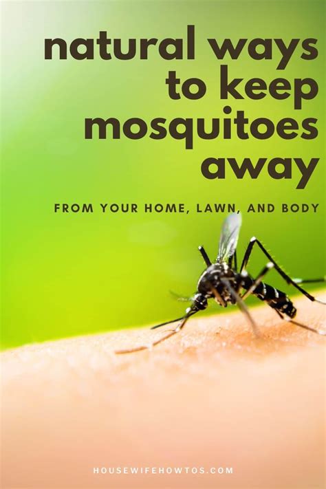 The Best Ways To Get Rid Of Mosquitoes Naturally Housewife How Tos