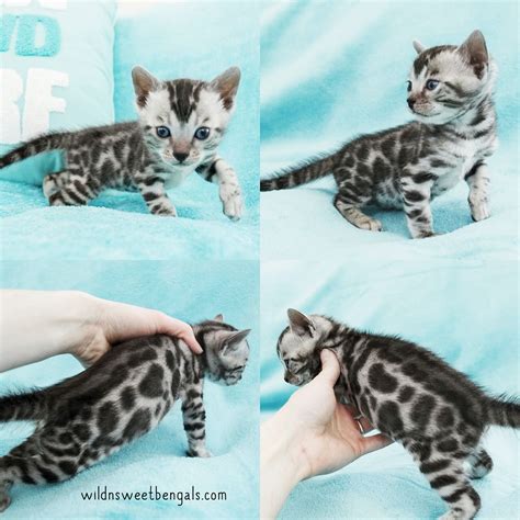 Purchasing a quality rising sun kitten ~ our kittens for sale are vet checked,vaccinated, wormed, tica registered & come with a minnesota board of animal hand delivered to you at the nearest airport. Silver Bengal Cat For Sale Near Me