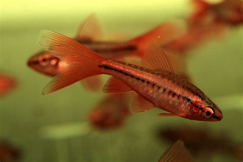 Cherry Barb Care Guide Tank Size PH Hardness And More