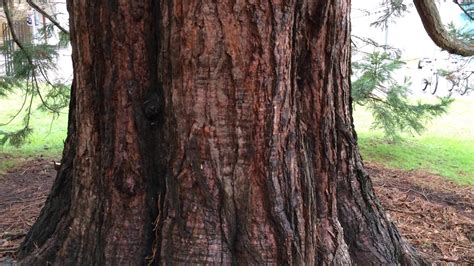 Giant Redwood Sequoiadendron Giganteum Trunk Close Up March 2018