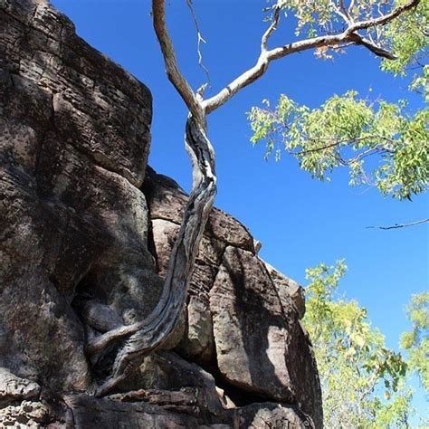 Amazing Tree Growing Out Of The Rock One Of Many In The Lost City At