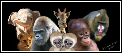 Collage Of Zoo Animals Also Happy To Do Portraits Of