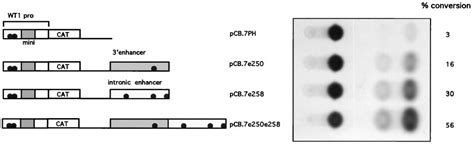 Additive effect of the two enhancers in K562 cells. The 258-bp intronic