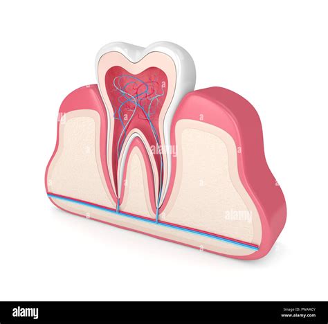 3d Render Of Tooth In Gums With Nerves And Blood Vessels Over White