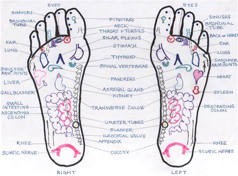 32 Free Foot Reflexology Charts Templatehub