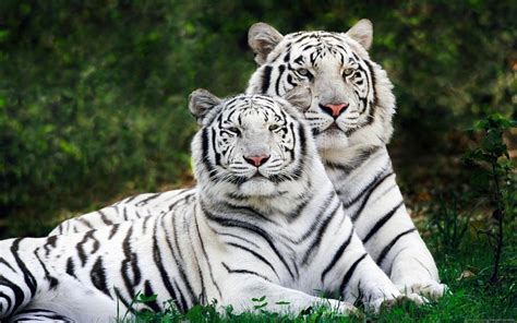 Animals White Tigers Tiger Nature Big Cats Hd Wallpaper Rare Gallery