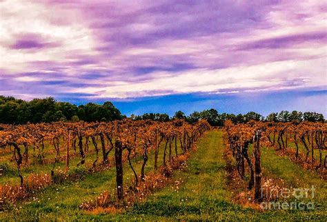 Ohio Wine Country Photograph By Michael Krek Fine Art America