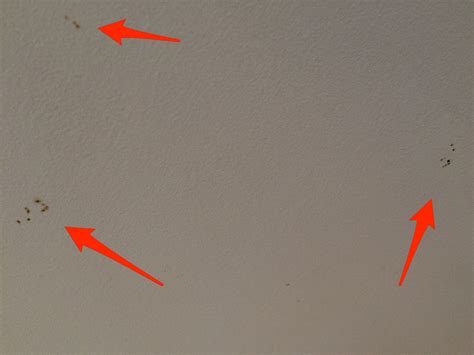 What Are Those Small Little Tiny Dots On My Ceiling And Walls