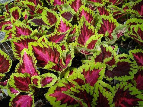 Smooth streaks of white stand out against the vivid green leaves of the. Kong Coleus has big bright leaves with electric colors ...