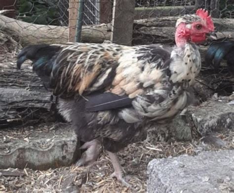 Bantam Naked Neck Cockerels Needing Home Asap For Sale In Warminster