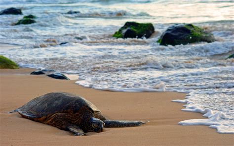 A Hawaiian Green Sea Turtle On Laniakea Beach Oahu Hawaii
