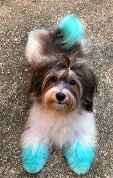 Any posts of your dyed hair, or questions relating to dying your hair are welcomed. Pin by Carmen Hudson Troyer on Cool Pet Grooming Ideas ...