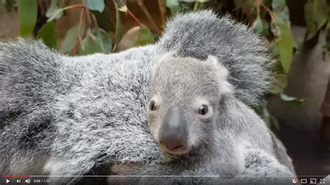 Macadamia The Koala Joey Is All The Cute You Need Today