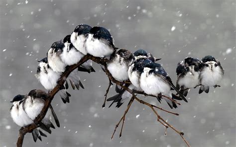 Invierno Aves Nieve Pájaro Rama Animal Frío Nevada Fondo De