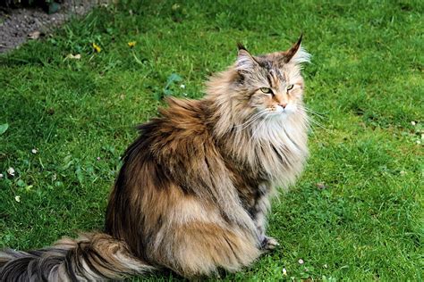 On this page you can view some examples. The Stunning Siberian Cat - The Purrington Post