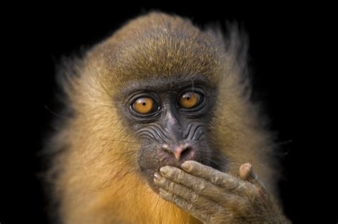 Charitybuzz The Endangered Drill Monkey By Joel Sartore National Ge
