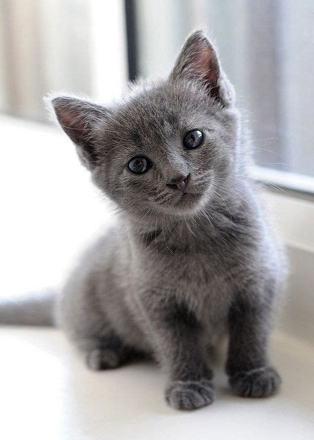 Little Cutie Grey Kitten Grey Cats Blue Cats White Cats Tabby