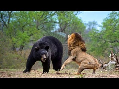 The game itself will take place at estadio leon. León vs Oso | ¿Quién Ganaría? | EPIC VERSUS - YouTube