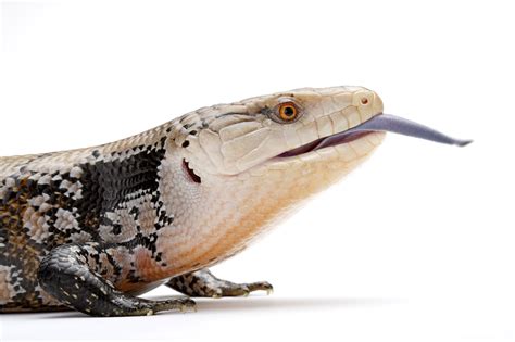 Lizards Uv Tongue Helps To Scare Off Predators Researchers Discover